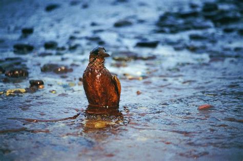 Pollution Effects on Birds | Sciencing