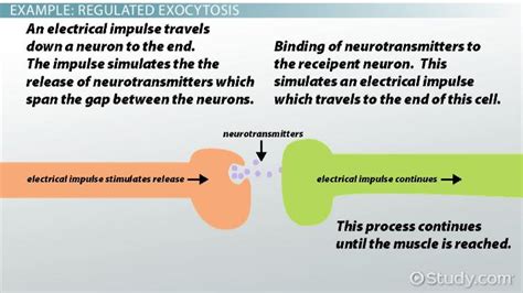 Exocytosis | Definition, Function & Examples - Lesson | Study.com