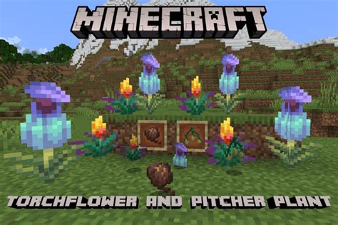 How to Get Torchflower and Pitcher Plant in Minecraft | Beebom