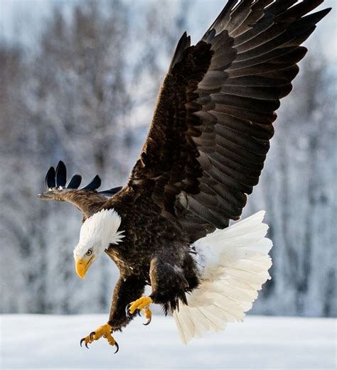 Amazing Bald Eagle Pictures: Watch Our Video to Learn More - bird ...