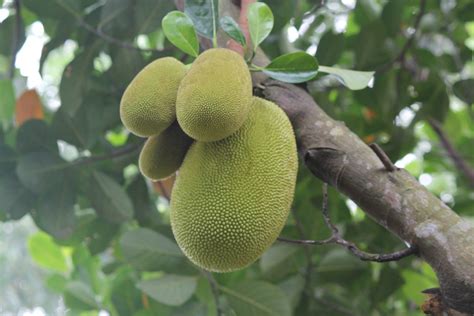 Jackfruit | AgriFutures Australia