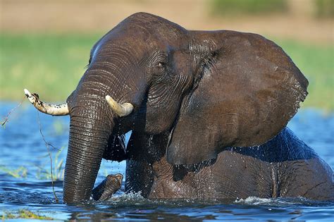 Chobe National Park, Kasane, Botswana | Wildlife on show