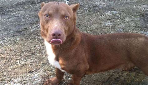 Rami The Dachshund-Pit Bull Mix Is Truly Special - The Dodo