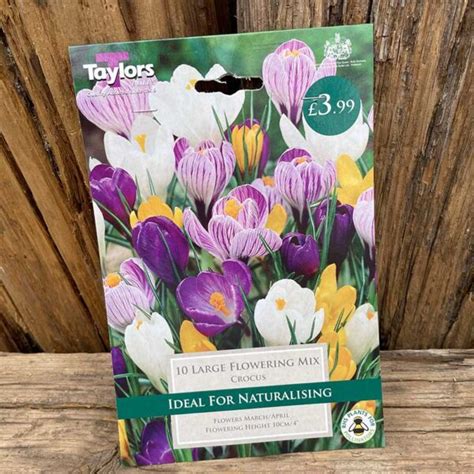 Crocus Large Flowered Mixed – Markeaton Garden Centre