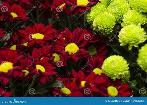 Beautiful Flowers of Red and Green Color Close Up Stock Photo - Image ...