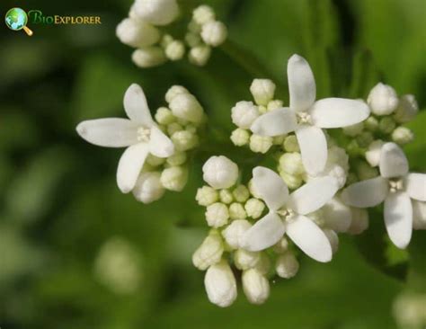 Sweet Woodruff Flower | Galium odoratum | BioExplorer.net