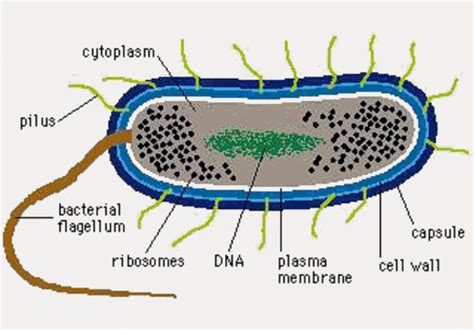 Cell Structure Cell Organelles And their Function