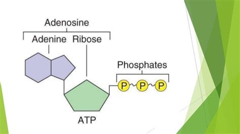 ATP Energy System