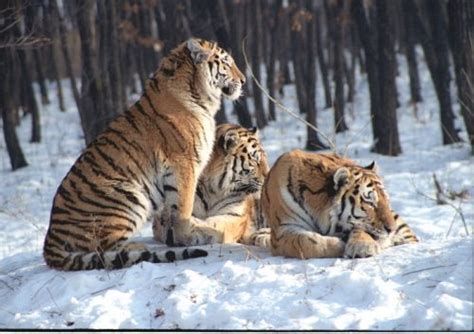 Siberian Tiger Habitat | A Tiger in its Natural Habitat