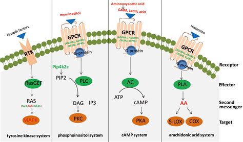 Frontiers | Integrated Metabolomics and Proteomics Analysis Revealed ...