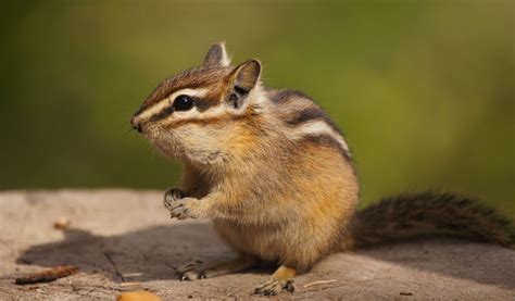 Chipmunk - Key Facts, Species & Information