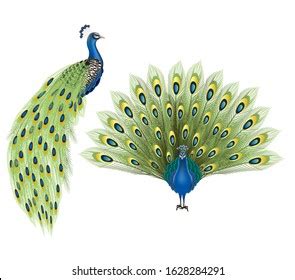 Vector Illustration Peacock Bird Large Tail Stock Vector (Royalty Free ...