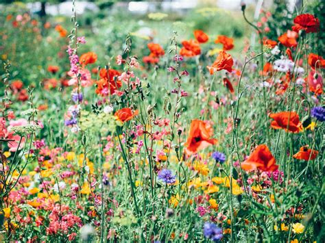 10 Tall Flowers For The Garden | Primrose UK