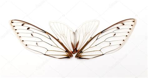 Cicada wings. Stock Photo by ©tropper2000 18994013