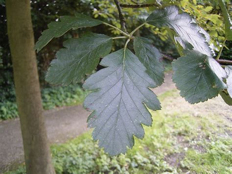 Sorbus × intermedia - Wikipedia | Plant leaves, Plants, Leaves