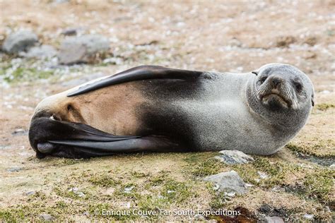 south georgia wildlife trip-4 - Far South Expeditions