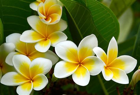 SCENT TREND: FRANGIPANI FLOWER • Dave Lackie