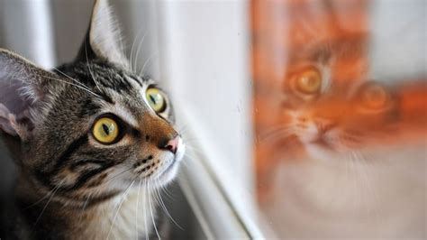 Cat Looking Out Window, Bird Form Unbelievably Intense Fifth-Of-A-Second Bond