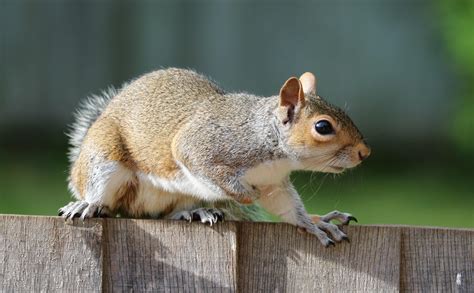 wallpaper squirrel, animal, fear, fence HD : Widescreen : High ...