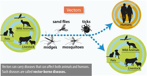 Working together to understand vectors in Europe · Break Dengue