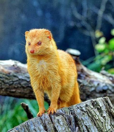 MONGOOSE, CZECH REPUBLIC | Rare animals, Cute animals, Animals beautiful