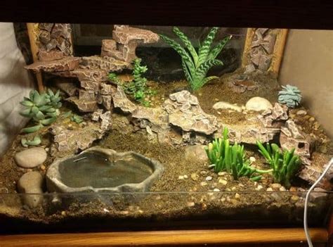 Leopard Gecko Tank Setup: A Comprehensive Guide to Building the Perfect ...