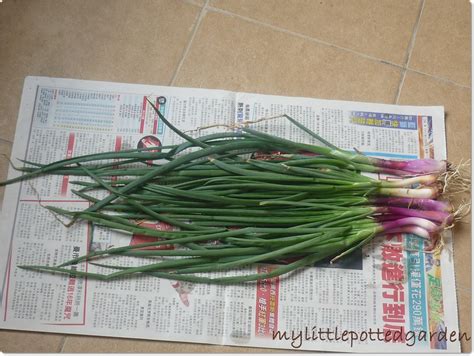 My Little Potted Garden: Harvest Spring Onions, The Express Way!