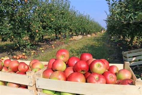 It's apple picking season – stay warm – Ella's Wool