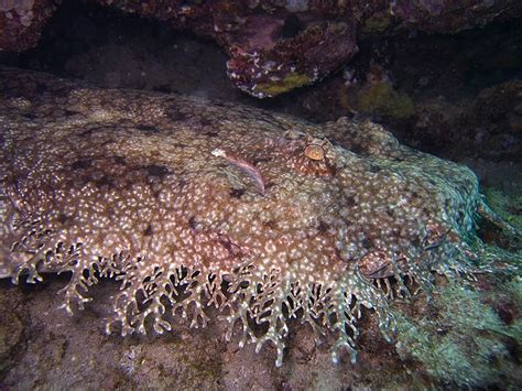 Tasselled Wobbegong | Eucrossorhinus dasypogon | Shark Database