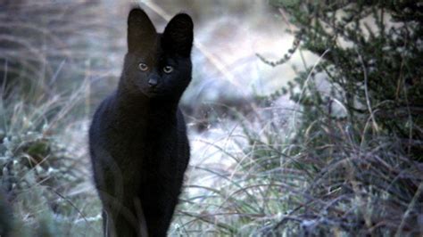 Found on Bing from www.bbc.co.uk | African cats, Serval cats, Wild cat species