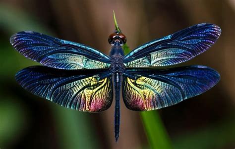 14 Different Types of Dragonflies | Dragonfly images, Types of dragonflies, Dragonfly photos