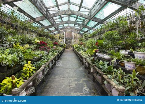 Winter Greenhouse with Plants Stock Photo - Image of protection, floral: 137100242