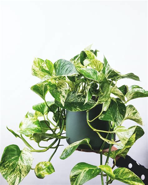 The Complete Golden Pothos Care Guide - Houseplant Resource Center