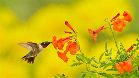 Bing HD Wallpaper Sep 14, 2020: Tiny fliers head south - Bing Wallpaper Gallery