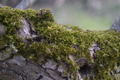 Free Images : nature, non vascular land plant, vegetation, moss, antarctic flora, rock, tree ...