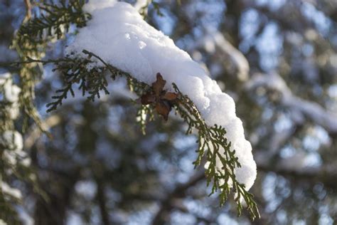 winter, Snow, Macro Wallpapers HD / Desktop and Mobile Backgrounds