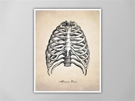 Human Rib Cage Art Print Anatomy Drawing Medical - Etsy