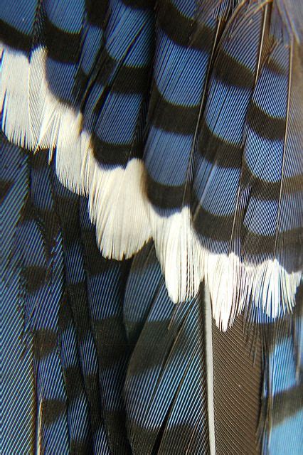 A close look at a Blue Jay's glorious feathers | Blue jay feather ...