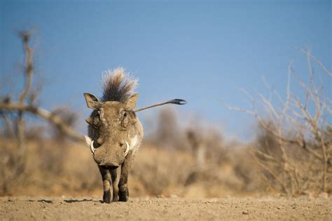 Pumbaa – The Real Story Behind the African Warthog