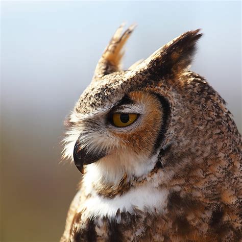 Great Horned Owl Portrait | Flickr - Photo Sharing!