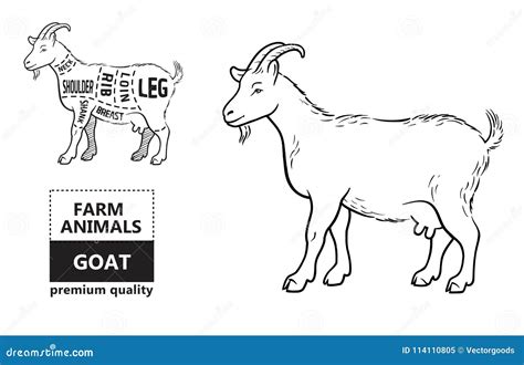 Vector Illustration Goat Cuts Diagram Or Chart. Goat Black Silhouette ...