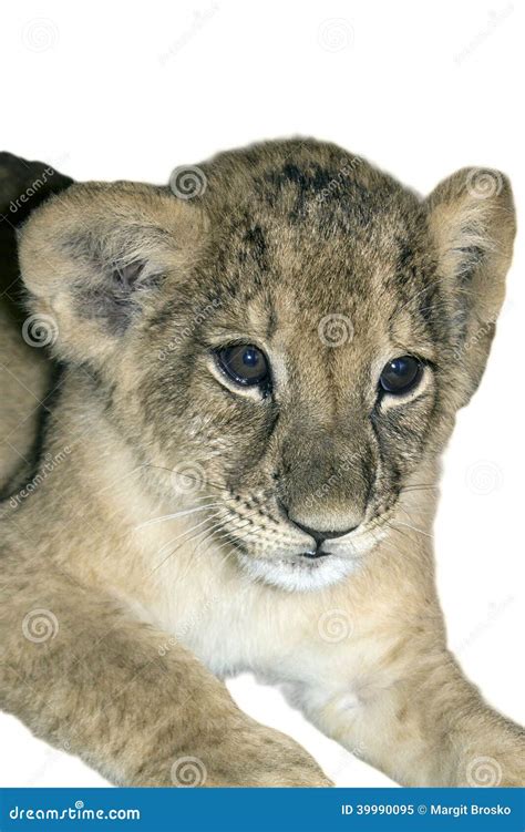 Lion cub, isolated white stock image. Image of nature - 39990095