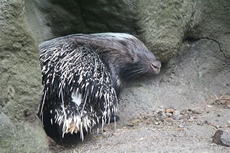 Cape Porcupine | Southwick's Zoo