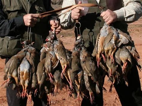 1-day/2-night Spain Red Legged Partridge Hunt for Ten Hunters and Ten ...