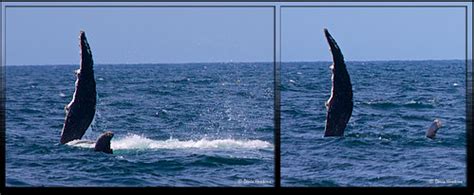 Baby whale with Mother | Whale and her baby practice in the … | Flickr