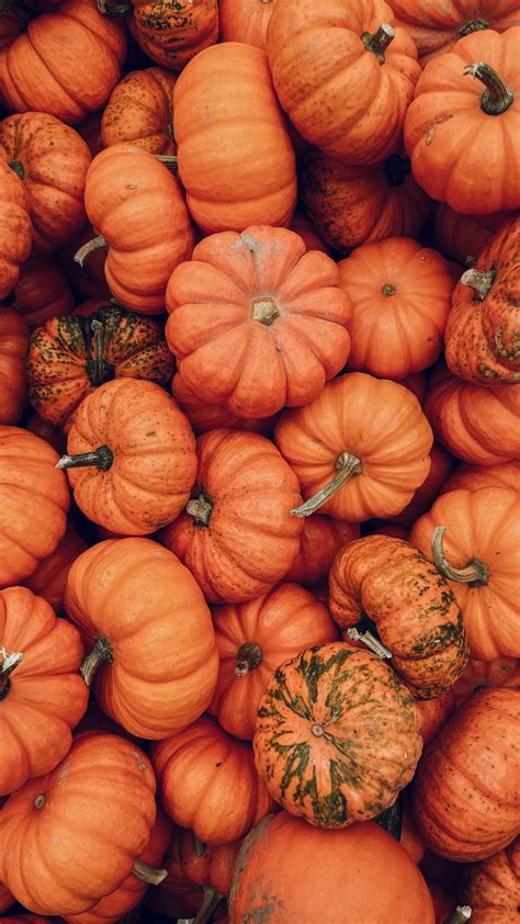 Pumpkin Allergy: Manifestations, Diagnosis, and Management - Los ...