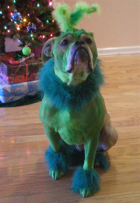 Homemade Grinch Who Stole Christmas Dog Costume | Christmas dog costume ...