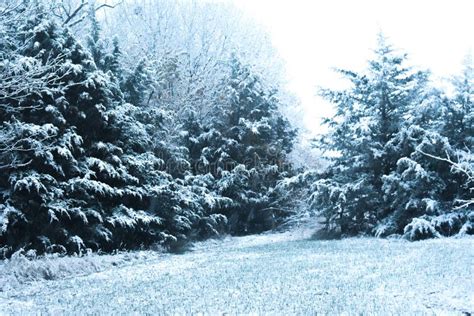 Evergreen Trees in Winter stock image. Image of woodland - 200500239