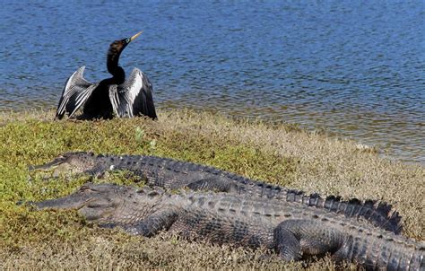 Everglades wildlife at its best! | Wildlife, Everglades, Bald eagle