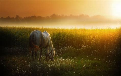 Sunset Meadow & White Horse Wallpapers - White Horse Sunset - 1280x804 ...